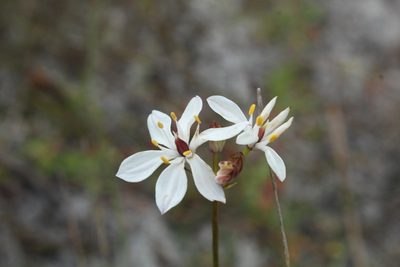 Burchardia congesta, photographed by Em Lamond