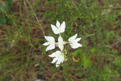 Xanthosia rotundifolia, photographed by Em Lamond
