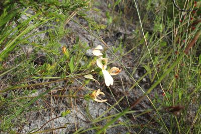 Stylidium schoenoides, photographed by Em Lamond