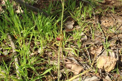 Caladenia pectinata, photographed by Em Lamond