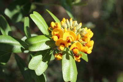 Gastrolobium bilobum, photographed by Em Lamond