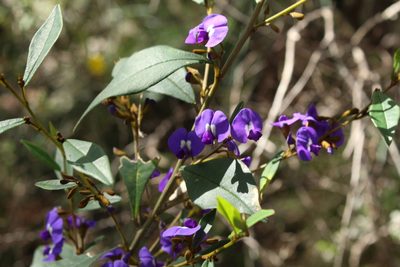 Hovea elliptica, photographed by Em Lamond