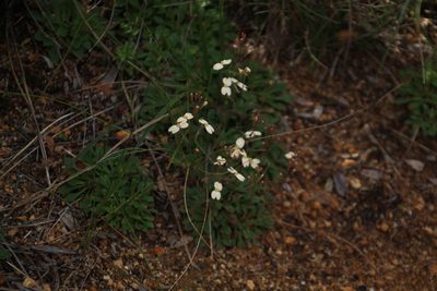 Stylidium spathulatum, photographed by Em Lamond
