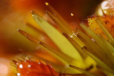 Campylopus bicolor, photographed by Em Lamond
