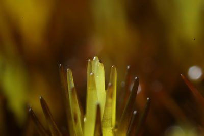 Campylopus bicolor, photographed by Em Lamond