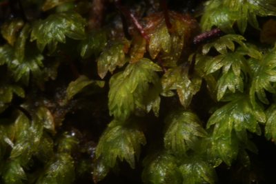 Fissidens megalotis, photographed by Em Lamond