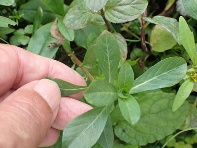 Ludwigia hexapetala, photographed by Robert H. Wardell