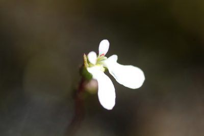 Stylidium perpusillum, photographed by Em Lamond