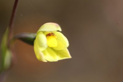 Thelymitra flexuosa, photographed by Em Lamond