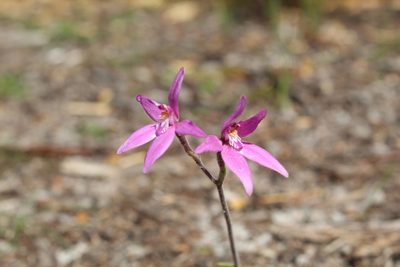 Caladenia latifolia, photographed by Em Lamond
