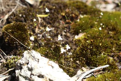 Stylidium perpusillum, photographed by Em Lamond