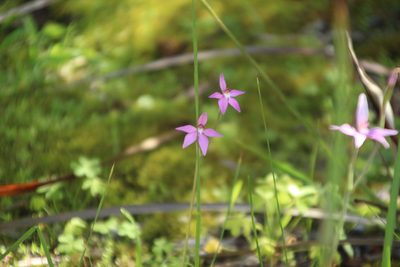 Caladenia latifolia, photographed by Em Lamond