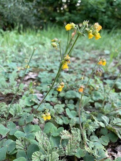 Hermannia prismatocarpa, photographed by Dave Richardson