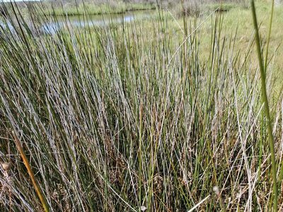 Juncus roemerianus, photographed by Tom Field