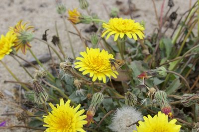 Agoseris apargioides, photographed by John Hibbard