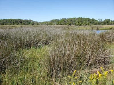 Juncus roemerianus, photographed by Tom Field