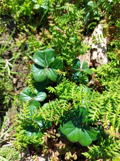 Oxalis strigosa, photographed by Jacques van der Merwe