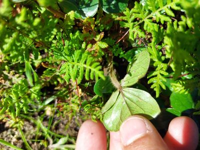 Oxalis strigosa, photographed by Jacques van der Merwe