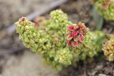 Rumex salicifolius, photographed by John Hibbard