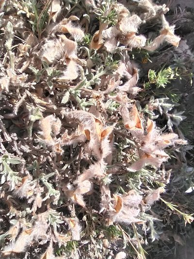 Genista albida, photographed by Алексей Ябс
