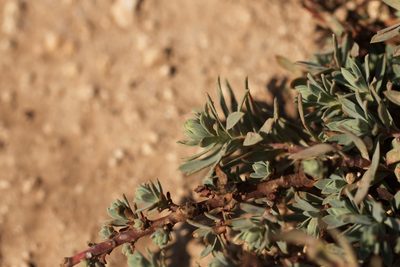 Euphorbia petrophila, photographed by Вячеслав Юсупов