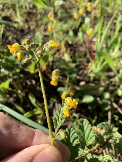 Hermannia prismatocarpa, photographed by Dave Richardson