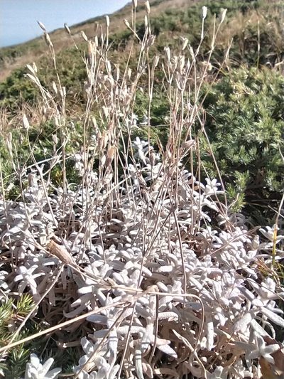 Cerastium biebersteinii, photographed by Алексей Ябс