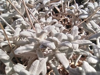 Cerastium biebersteinii, photographed by Алексей Ябс