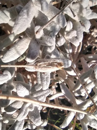 Cerastium biebersteinii, photographed by Алексей Ябс
