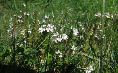 Euphrasia officinalis, photographed by Julia Moning