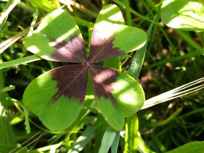 Oxalis tetraphylla, photographed by Michel Langeveld