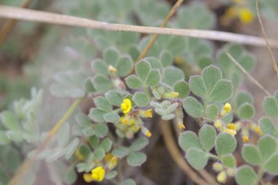 Acmispon tomentosus, photographed by John Hibbard