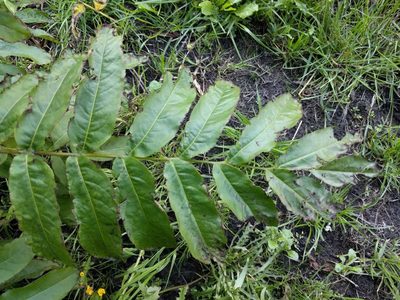Pterocarya fraxinifolia, photographed by Michel Langeveld