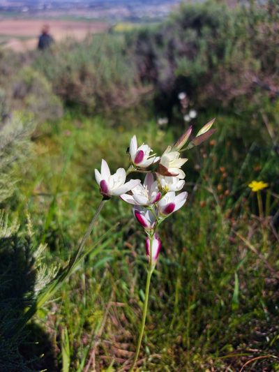 Geissorhiza erosa, photographed by Jacques van der Merwe