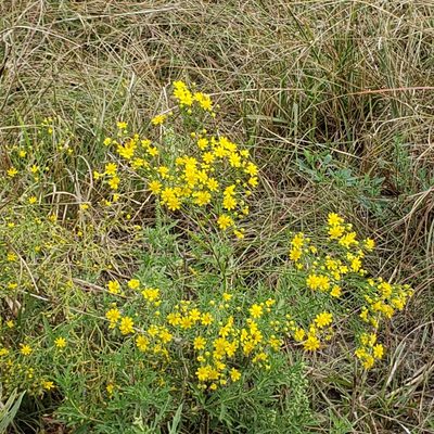 Gutierrezia dracunculoides, photographed by Robert Hoard