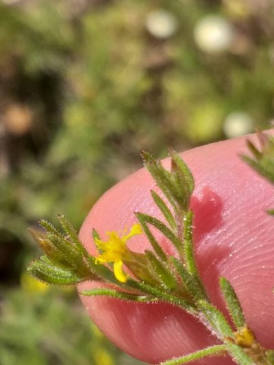 Rhynchopsidium sessiliflorum, photographed by kevin koen