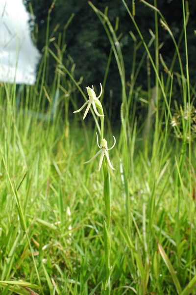 Habenaria trifida, photographed by Mario Barroso