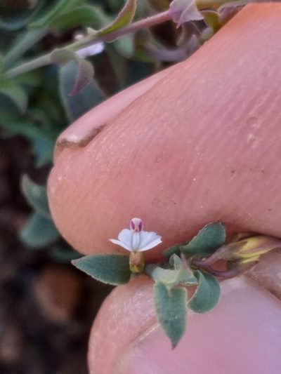 Muraltia muraltioides, photographed by kevin koen