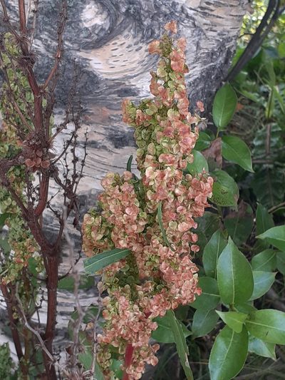 Rumex longifolius, photographed by María May