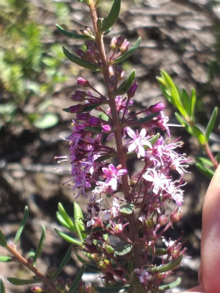 Agathosma microcarpa, photographed by kevin koen