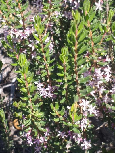 Agathosma microcarpa, photographed by kevin koen
