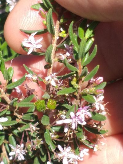 Agathosma microcarpa, photographed by kevin koen