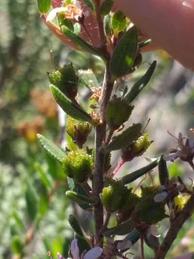 Agathosma microcarpa, photographed by kevin koen