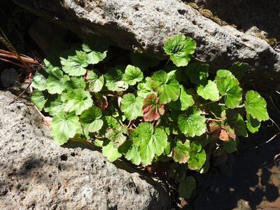 Heuchera longipetala, photographed by Oscar Alejandro Morales Juárez