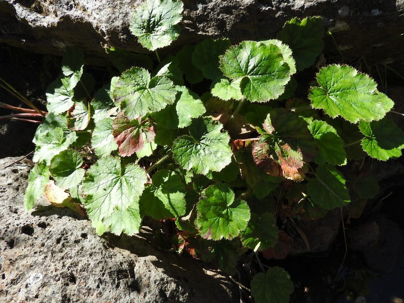 Heuchera longipetala, photographed by Oscar Alejandro Morales Juárez