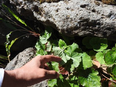 Heuchera longipetala, photographed by Oscar Alejandro Morales Juárez