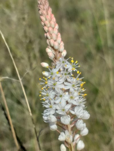 Bulbinella cauda-felis, photographed by kevin koen