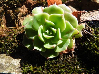 Echeveria secunda, photographed by Oscar Alejandro Morales Juárez