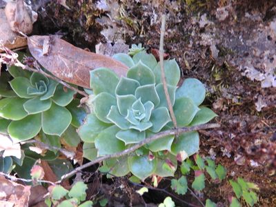 Echeveria secunda, photographed by Oscar Alejandro Morales Juárez