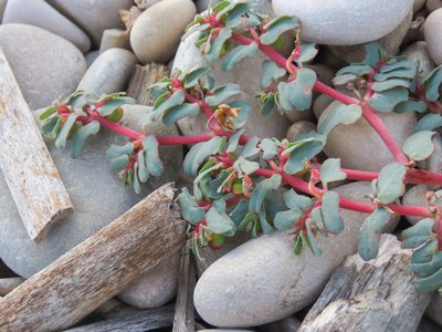 Euphorbia peplis, photographed by Emanuele Santarelli
